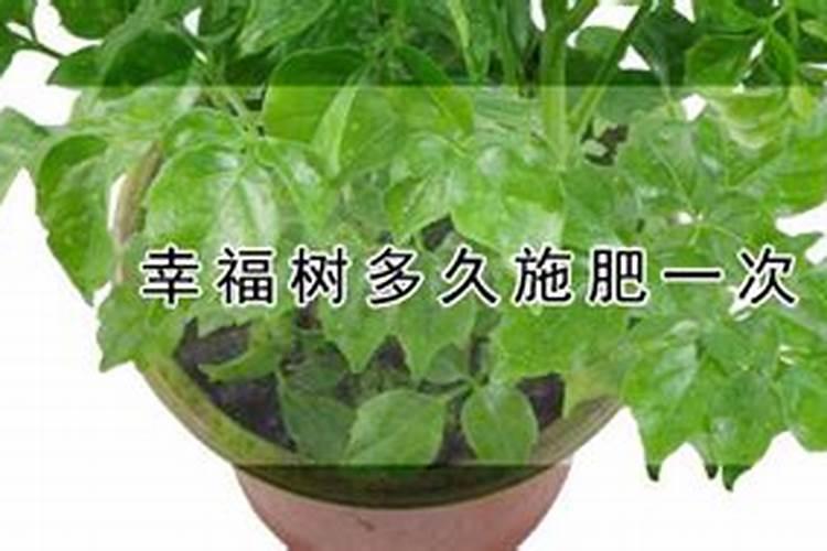 种红薯最忌三种肥料