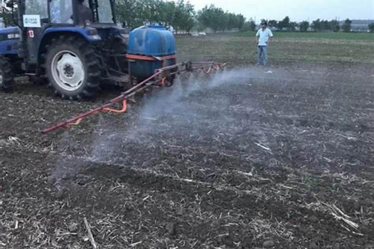 西红柿,连续阴天大雾霾一个半月怎么办才好请大神们指点。