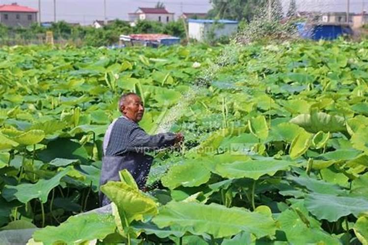 柑橘苗期施什么肥料