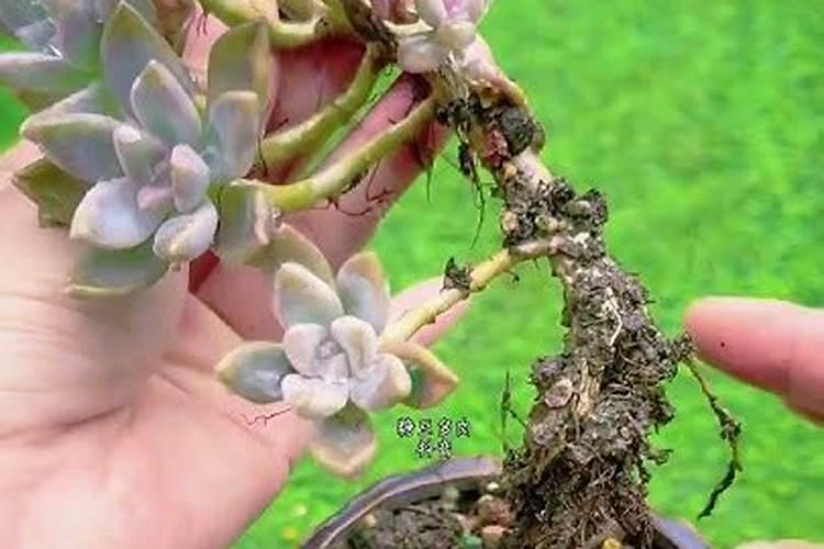 多肉夏天要不要施肥