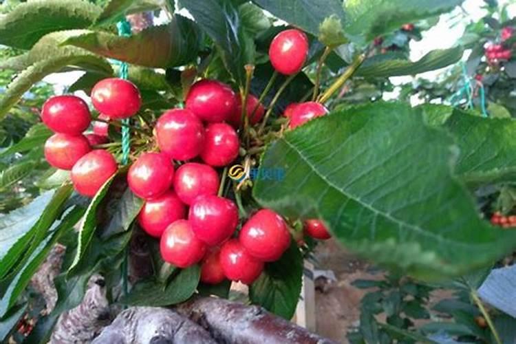 杜鹃花用什么肥料比较好