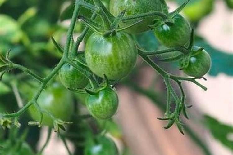 浙江温岭一带有种花生吗？