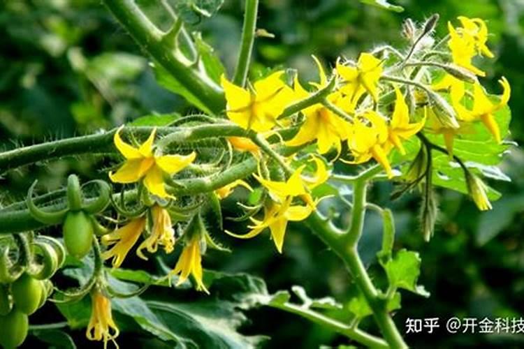 番茄第一次追肥用什么肥最好？