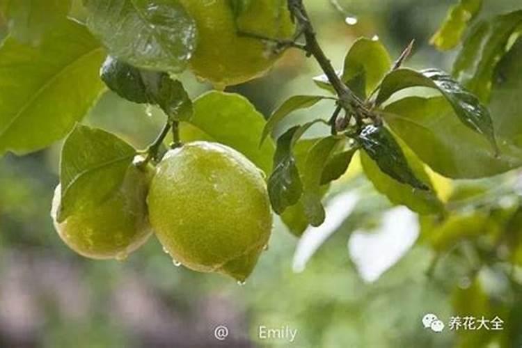 发财树的营养液可以浇栀子花吗？