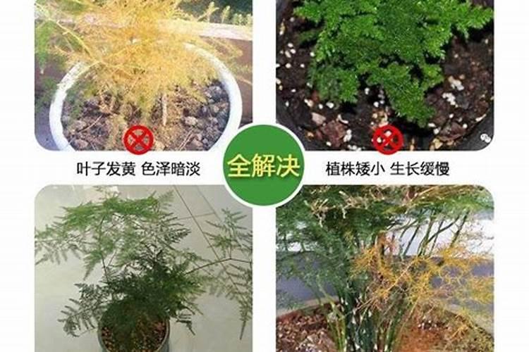 尖椒施肥用什么肥料