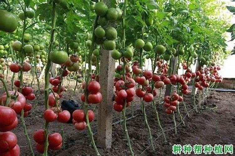 锌硼二氢钾的作用