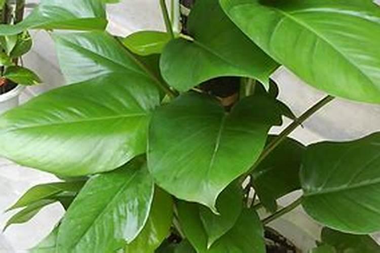 毛葱的种植时间和方法