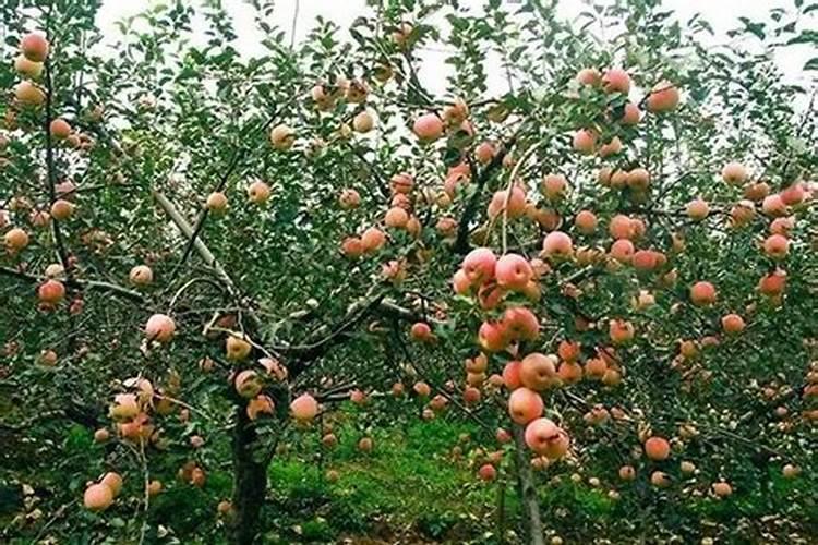 氮磷钾肥分别有什么作用 有哪些功效