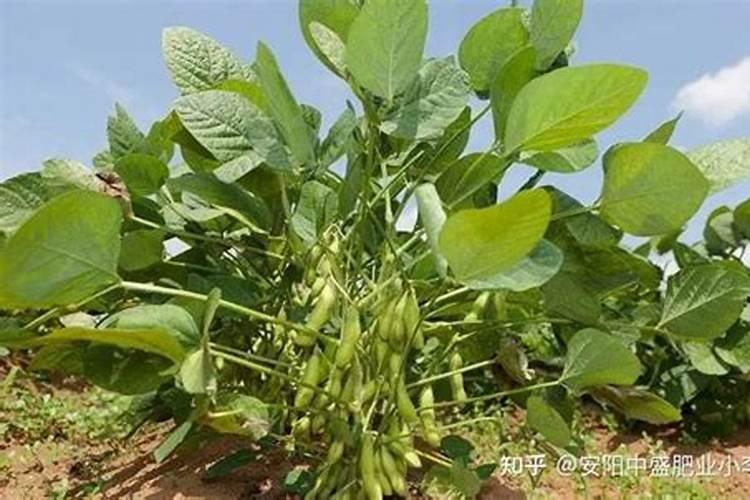 阳光玫瑰葡萄用羊粪做冬肥可以吗？