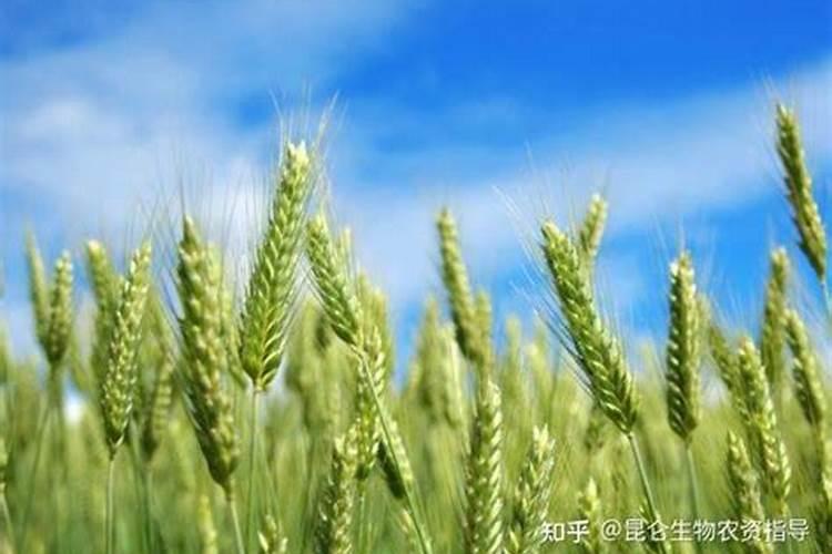 小麦怎样施肥才能达到高产