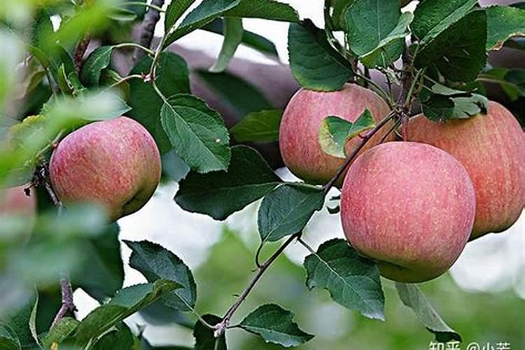 甘蔗施什么肥料长的粗大