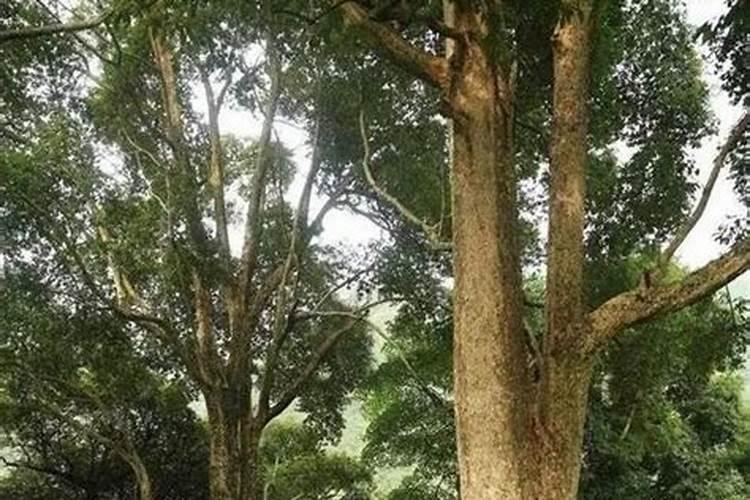 硝酸钾施肥后几天见效