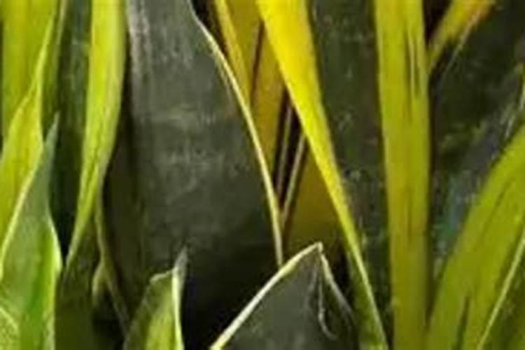 月季花使用什么肥料好？