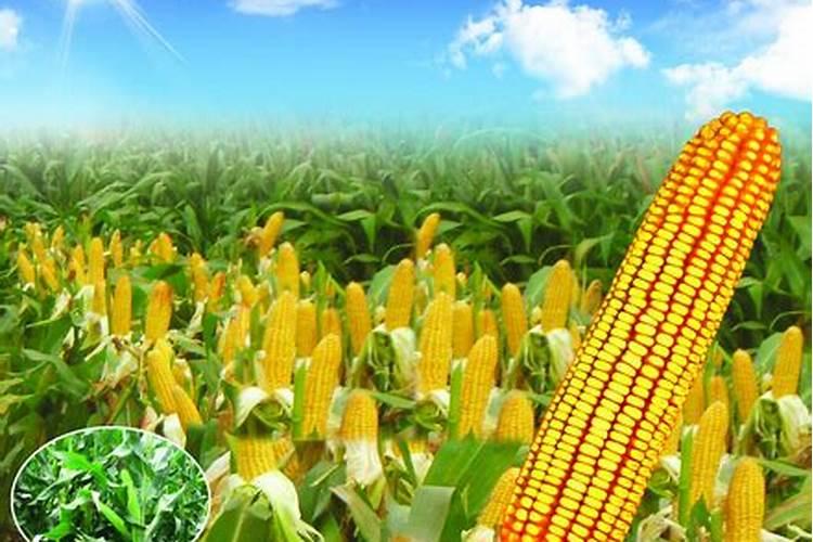 种玉米用什么化肥好