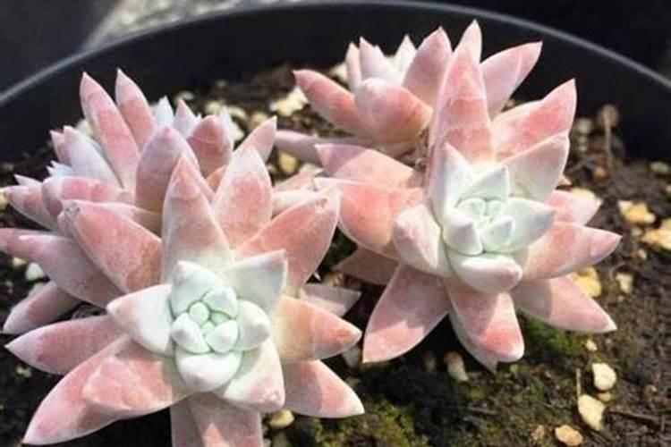 水田各种肥料的利用率是多少？