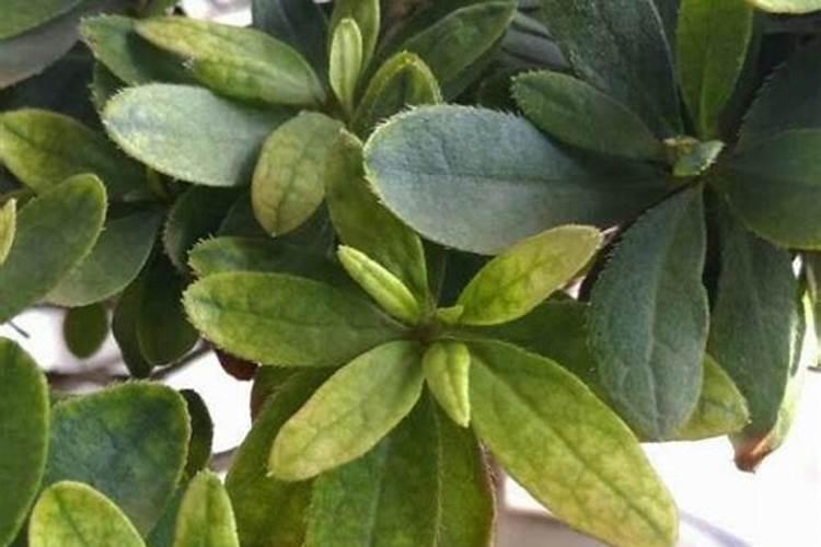 葡萄转色期水肥管理注意事项 怎么施肥浇水好