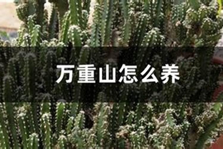 万重山怎么养才能开花 养万重山方法