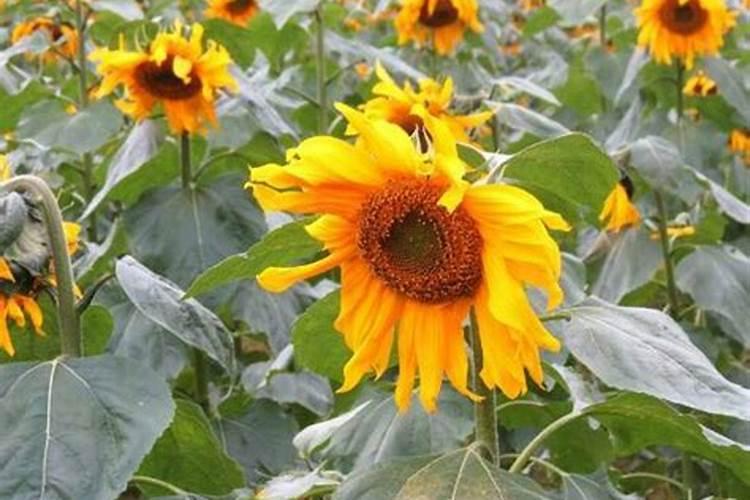 磷矿石连续涨价,市场依然缺磷石,用数据告诉你磷矿石去哪里了？百度知 ...