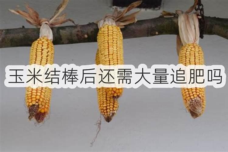 玉米追肥在什么时期