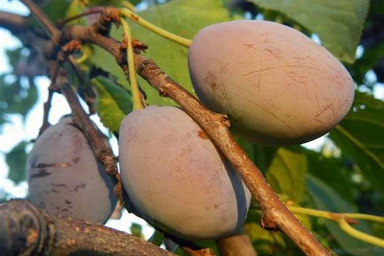 大量 元素水溶肥滴灌红薯可以吗一亩地用多少