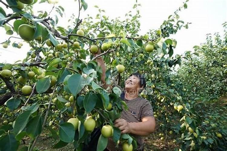 小葱上什么肥料最好