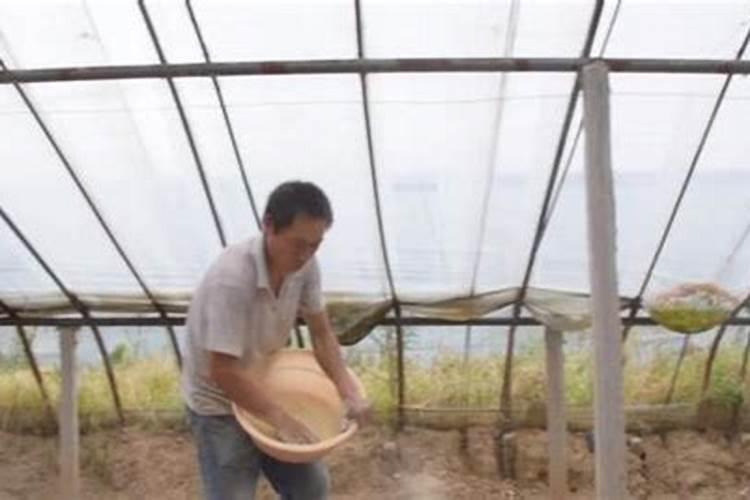 大豆开花期打什么药能防虫