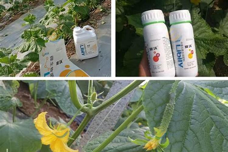樱桃保花保果用什么药
