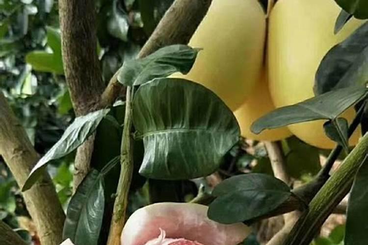 高中生物的一道题