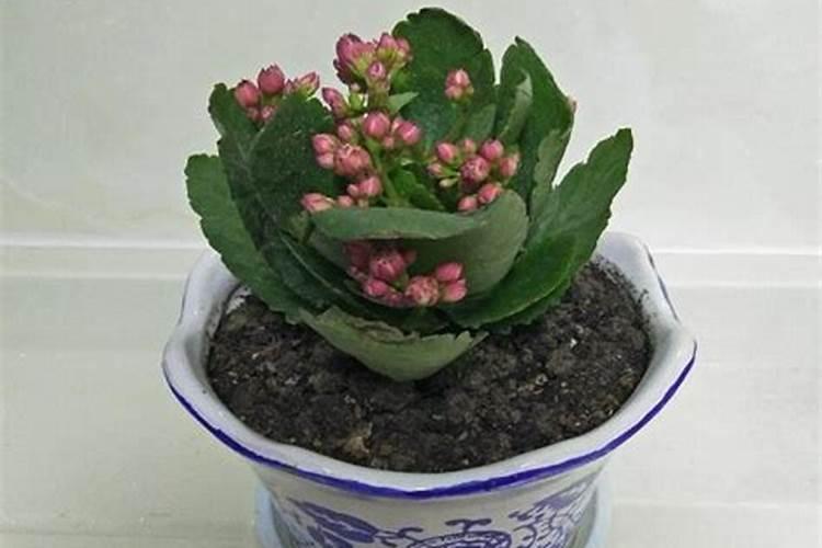 中国十大水溶肥料品牌