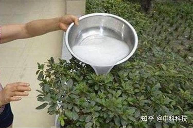 从肥料属性来说淘米水是氮肥还是磷肥呢