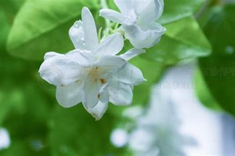 新买的茉莉花怎么养