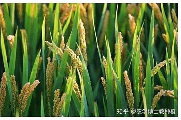 施什么肥,可以防止水稻倒伏？