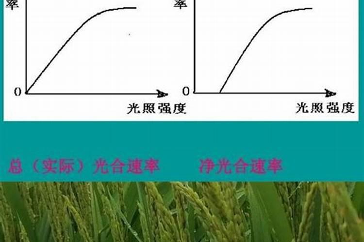请问植物生长需要氮,那么给盆栽里直接加氮行不行,如何加