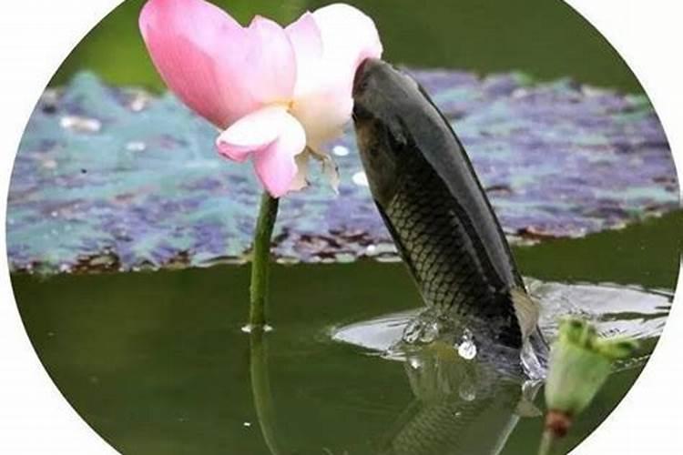 大蒜叶面肥喷什么肥最好