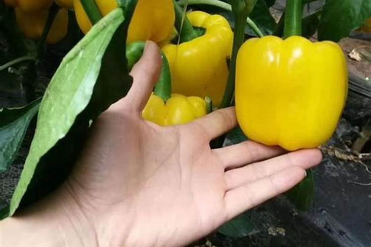 紫花苜蓿出苗后施什么肥料