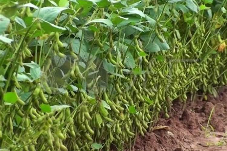 氮肥包括哪些肥料