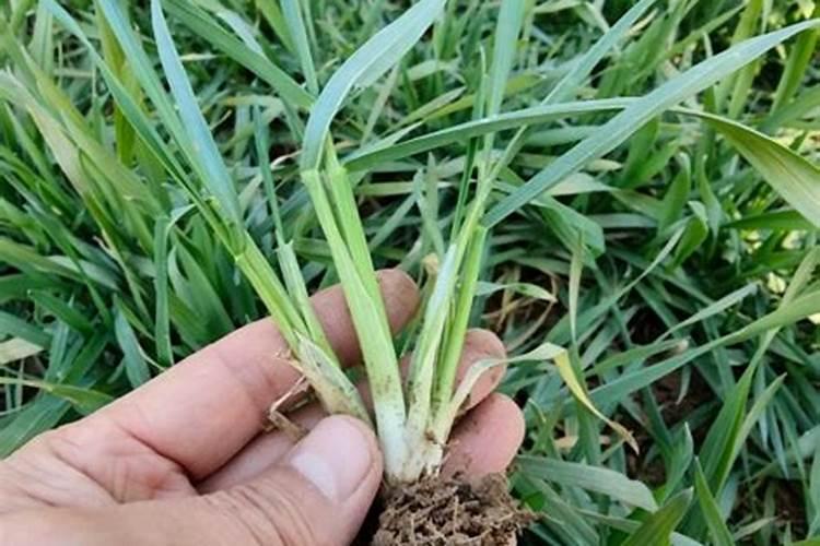 芸苔素内酯使用方法与用量