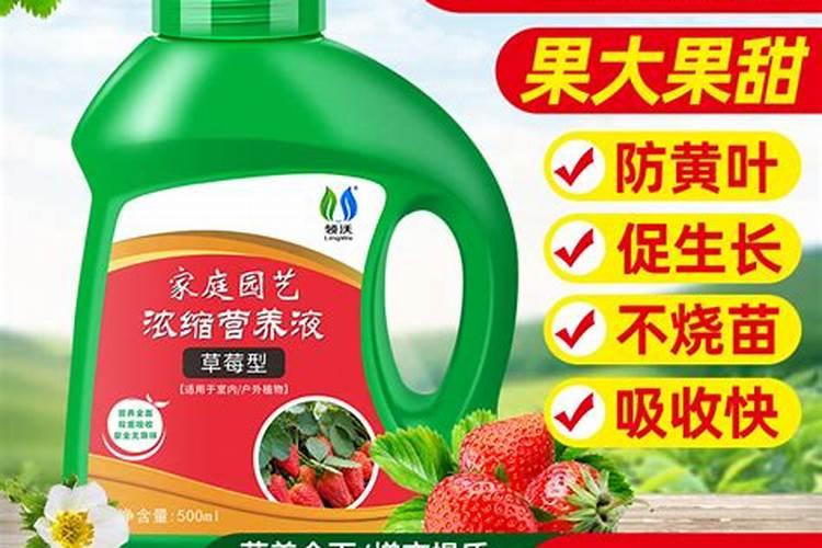 用于草莓的肥料选哪种比较好