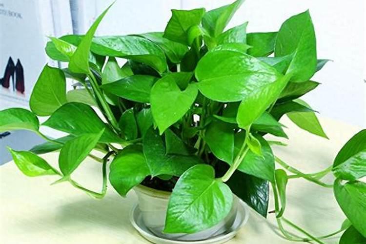 磷肥适合浇什么花