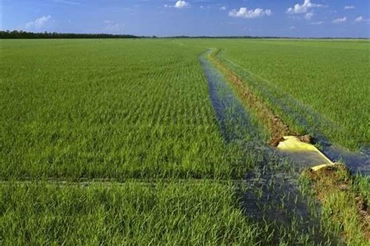 中国红樱桃安徽产地在什么地方