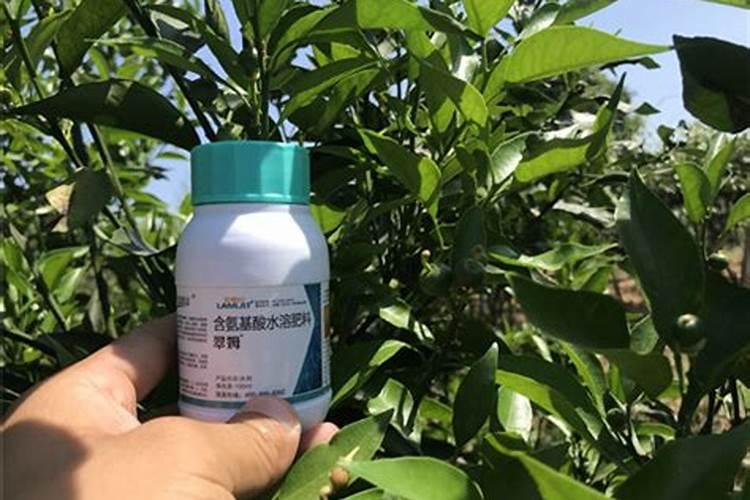 合肥生产哪些水果