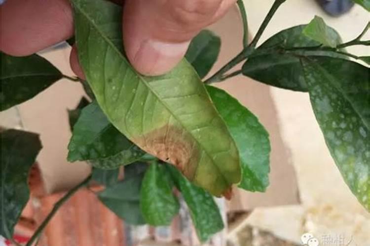 荔枝一旦爆花应该怎样妥善处理