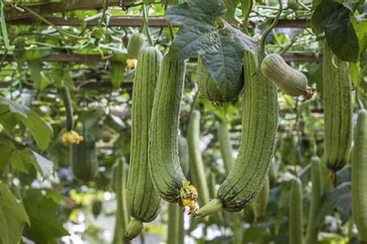 丝瓜施钾肥过高会变硬吗