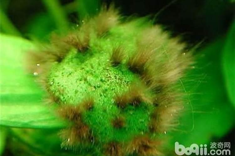 磷肥对植物起什么作用？