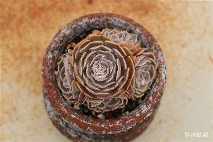 花多多2号什么时候用 有哪些好处