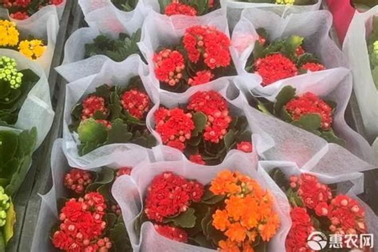 豆汁当叶面肥是生的好还是煮熟的好？