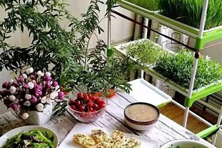 种菜需要什么肥料