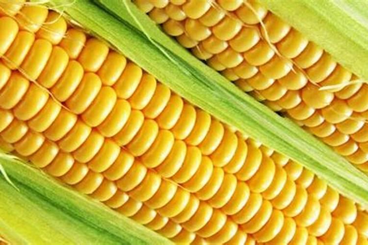 芦荟怎么养 主要注意这五个方面