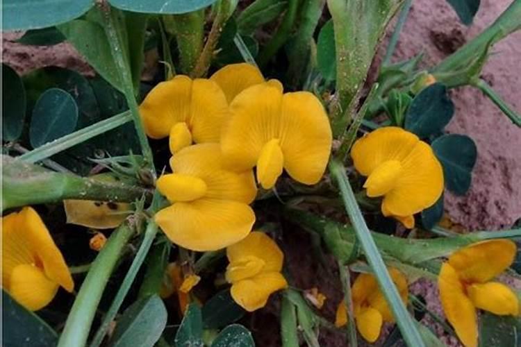 花生开花期叶面喷施磷酸二氢钾和铁肥氮肥行吗？