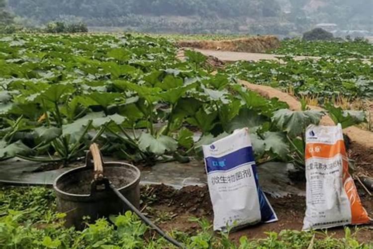 水溶肥可以撒施吗